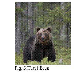 Text Box:  
Fig. 3 Ursul Brun
