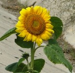 floarea_soarelui