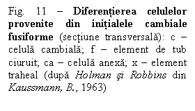 Text Box: Fig. 11 – Diferentierea celulelor provenite din initialele cambiale fusiforme (sectiune transversala): c – celula cambiala; f – element de tub ciuruit; ca – celula anexa; x – element traheal (dupa Holman si Robbins din Kaussmann, B., 1963)