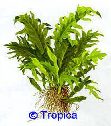 Microsorum pteropus 'Tropica' - 16,76 K