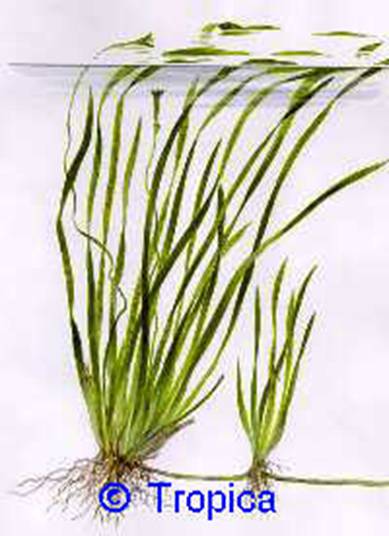 Vallisneria spiralis Tiger