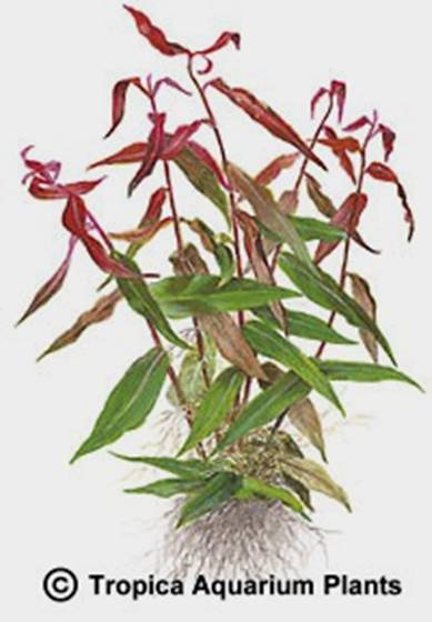 Polygonum sp.