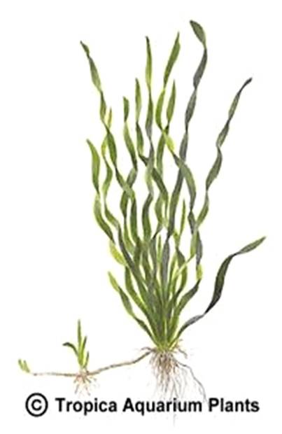 Vallisneria americana var. biwaensis