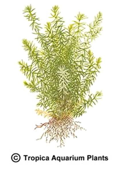 Rotala sp. Nanjenshan