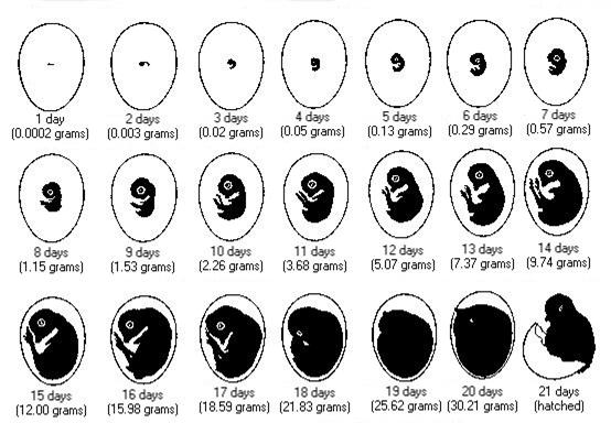 Daily Embryonic Changes