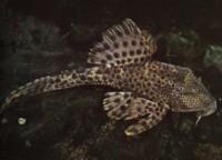 ancistrus cirrhosus