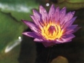 Blue Water Lilly