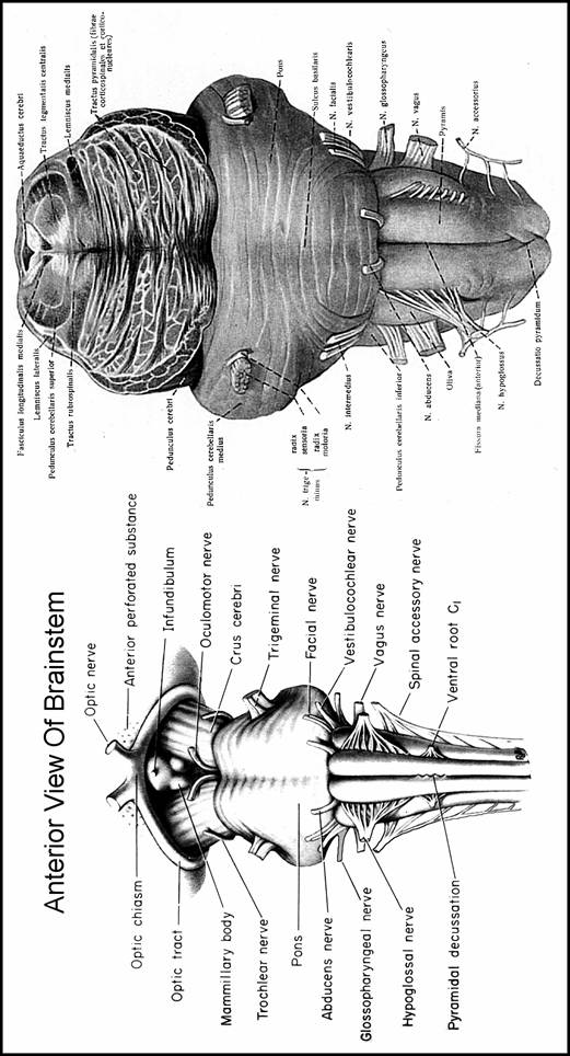 BRAIN STEM