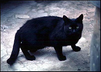 blackcat.jpg (32574 bytes)