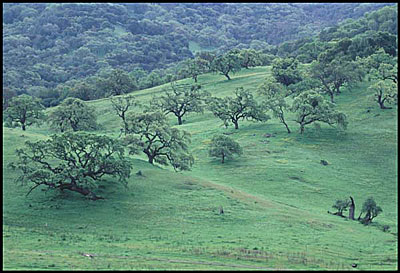 greenhillside.jpg (44246 bytes)