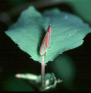 leaf_hopper.jpg (17890 bytes)