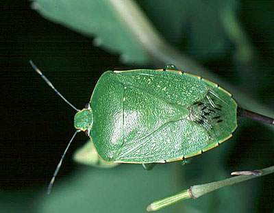 stinkbug.jpg (30712 bytes)