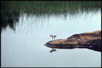 bird reflection.jpg (25937 bytes)