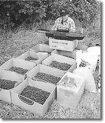 Lots of Fishmeals ready for a session on a French Lake