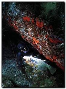 Una corvina di media taglia catturata in tana.