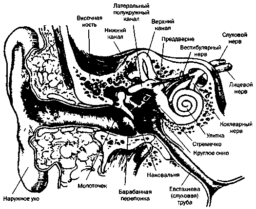 Как устроено ухо человека картинки