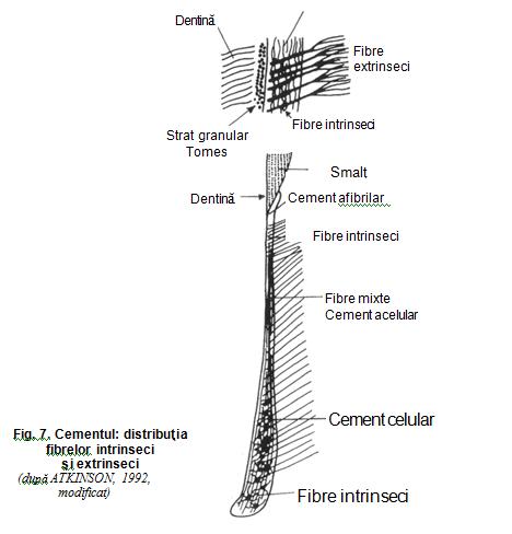 fig 7 cement