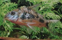 corydoras paleatus