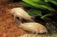 corydoras paleatus